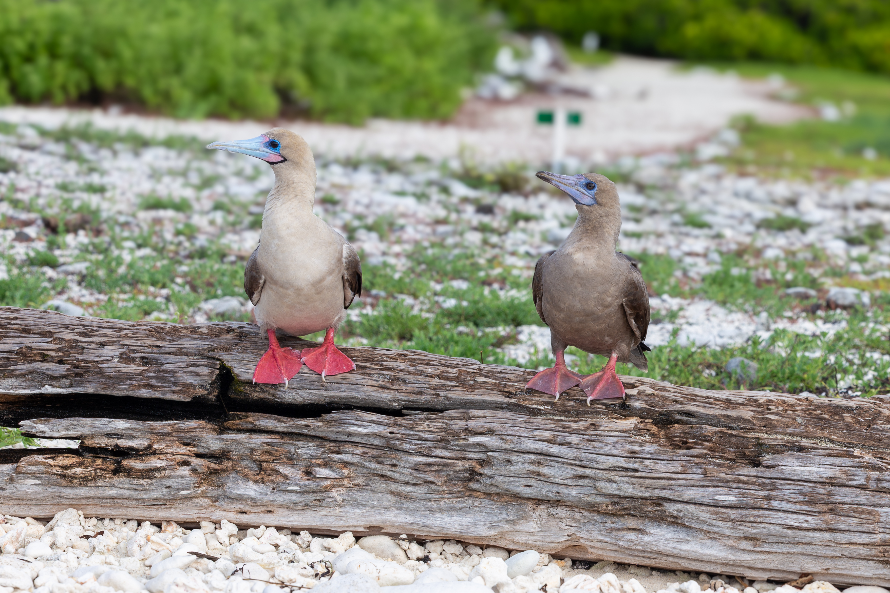 Two red-footed boobies standing on a weathered log